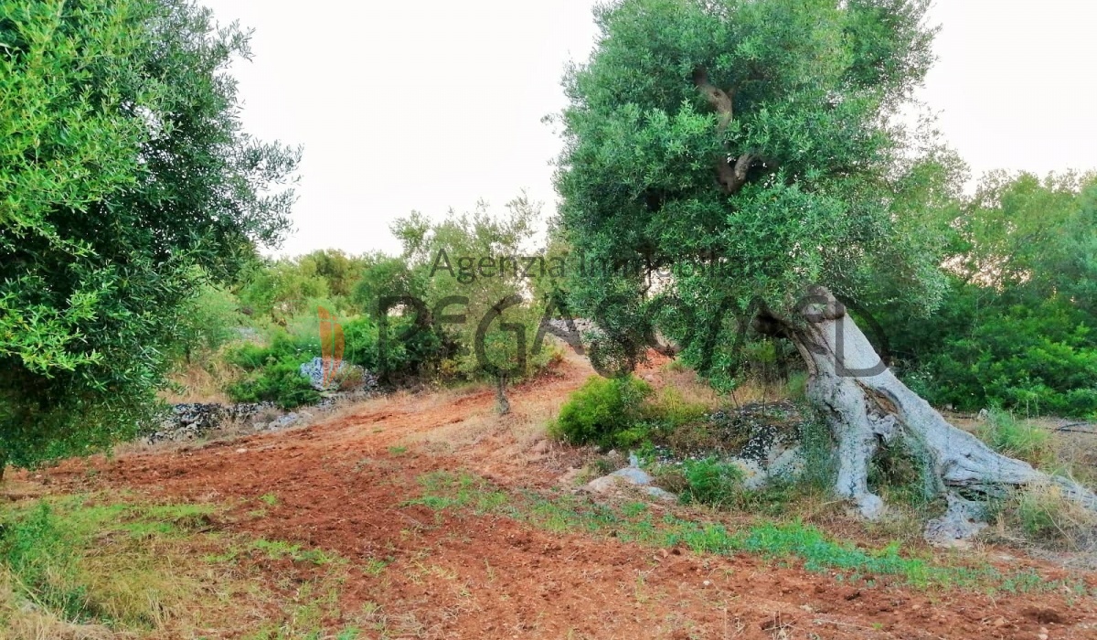 Terreno a due chilometri dal mare, macchia mediteranea, grotte, ampliabile, uliveti secolari, Puglia, vacanze in puglia, investire in Puglia, alto salento