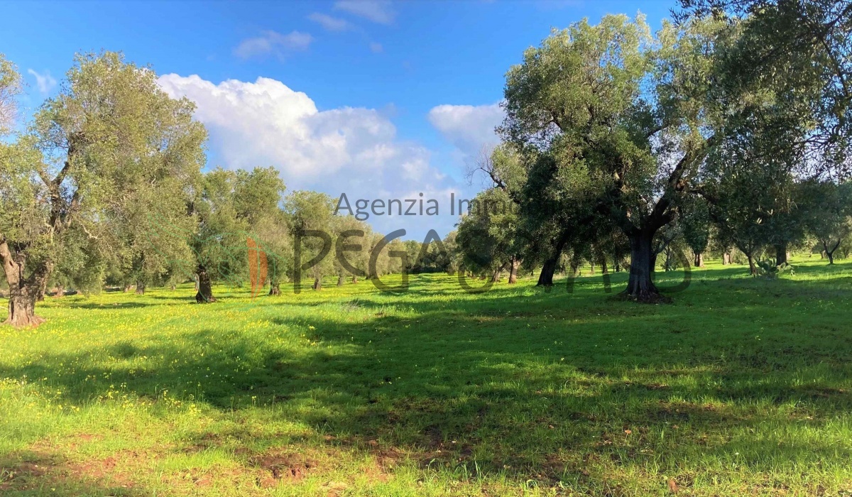 TERRENO VILLA CAMPAGNA MARE PUGLIA TORRE GUACETO OSTUNI CAROVIGNO SAN VITO SALENTO 