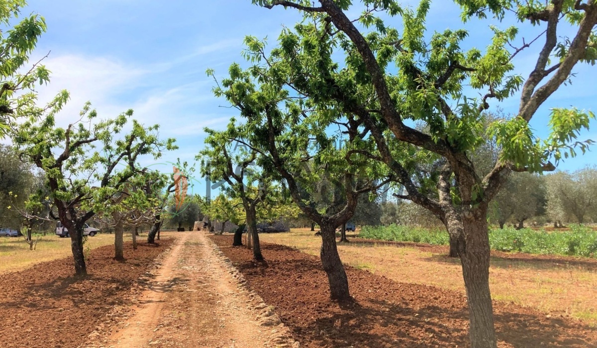 pegaso med agenzia immobiliare puglia carovigno san vito dei normanni salento trullo