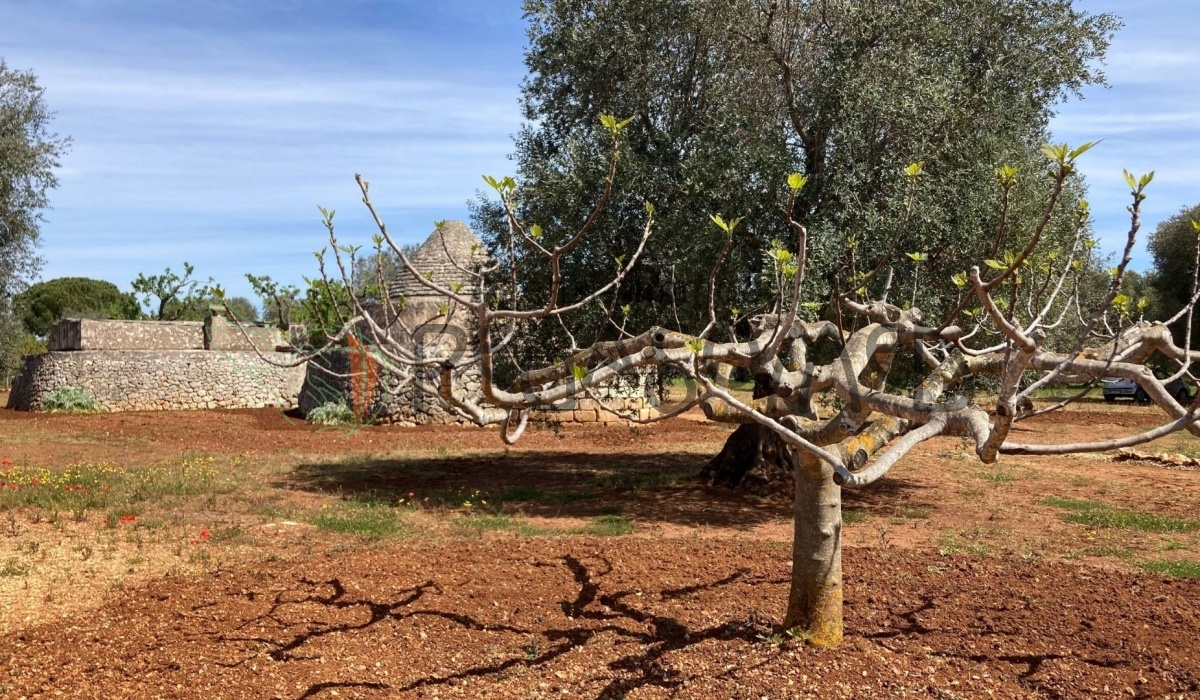 pegaso med agenzia immobiliare puglia carovigno san vito dei normanni salento trullo